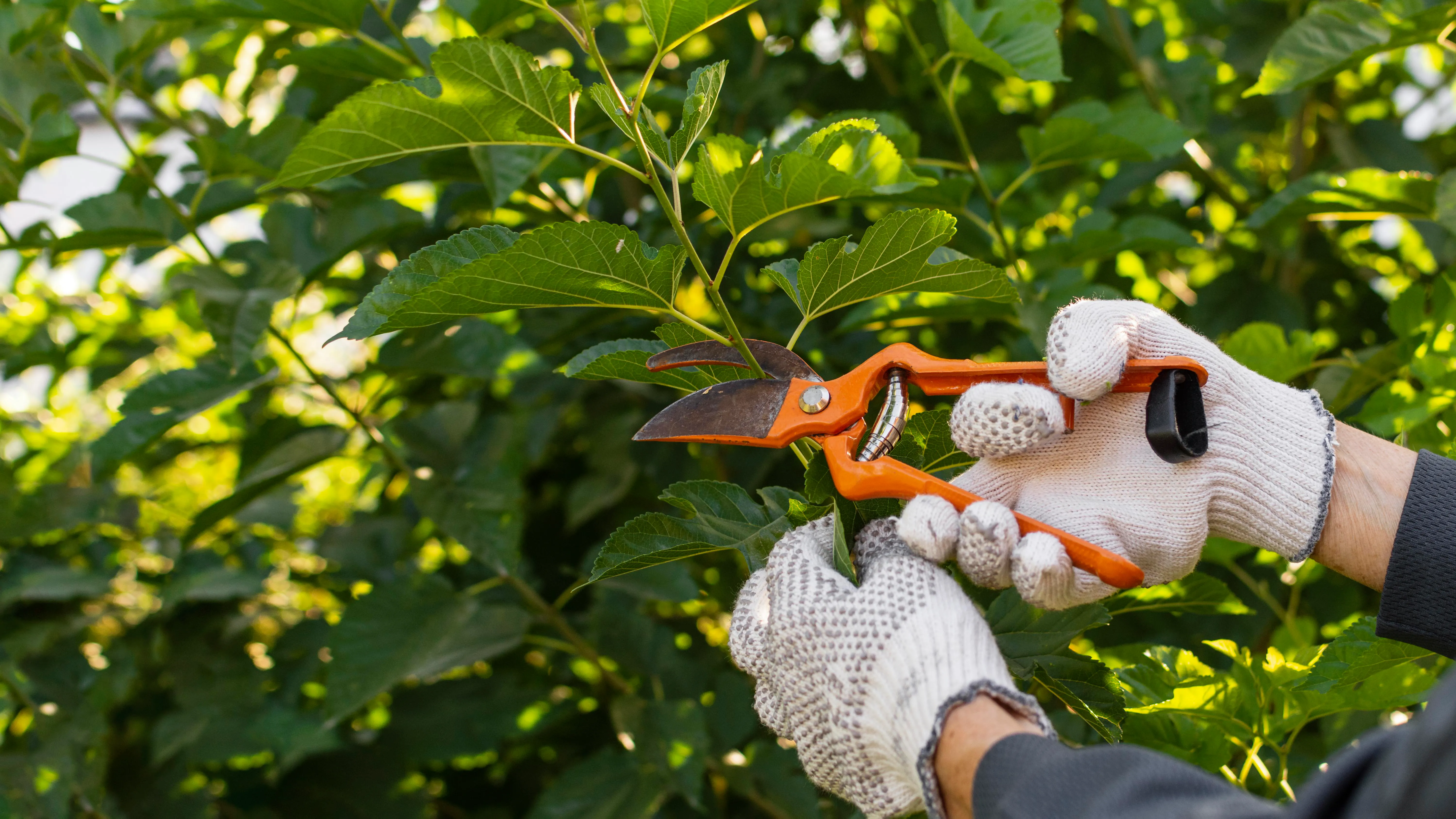 Gardener caring for plants
