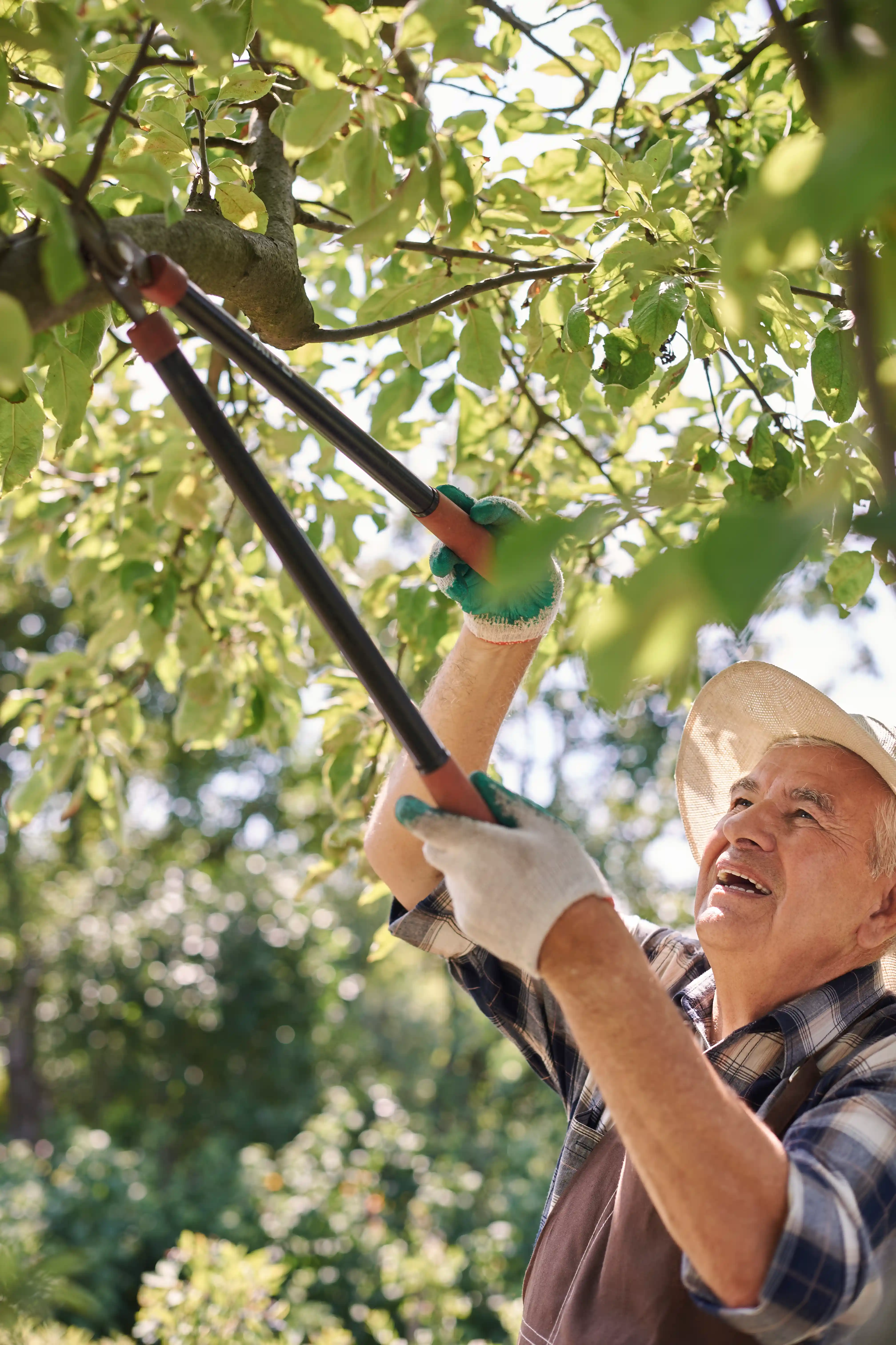 Tree Health Care